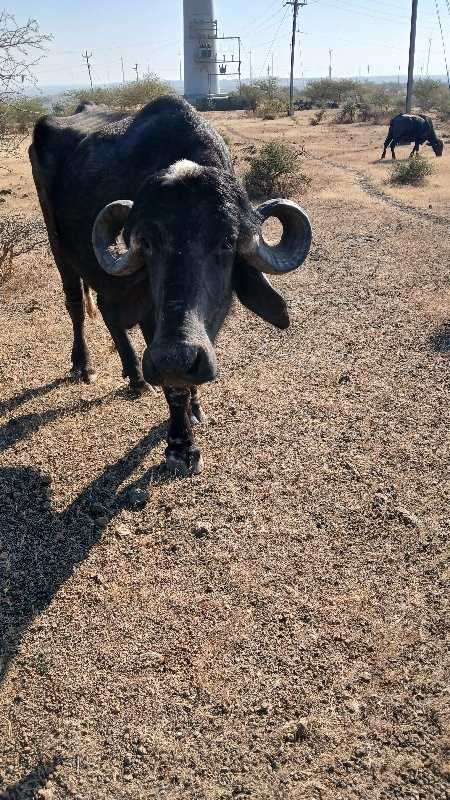 ભેંસ વેચાની છે