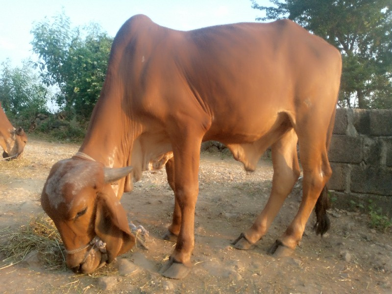 ગોઢલા