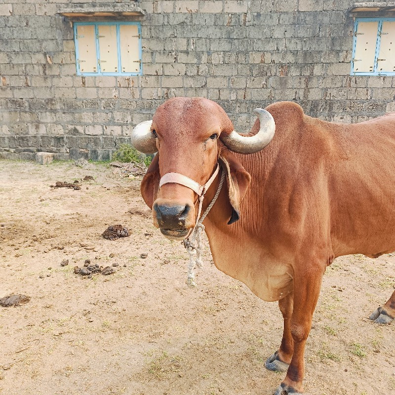 ૨ ગાયો વેચવાની...