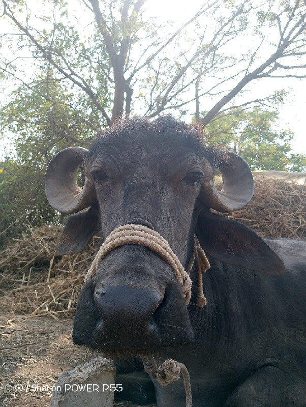 ભેંસ વેચવાની છે