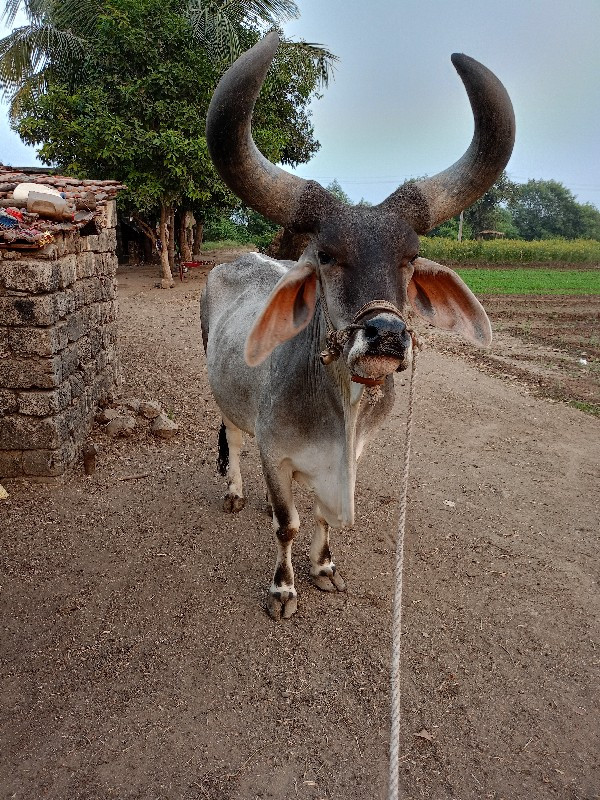 બળદ