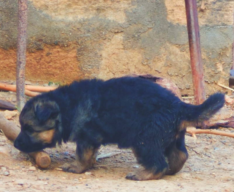 German Shepherd