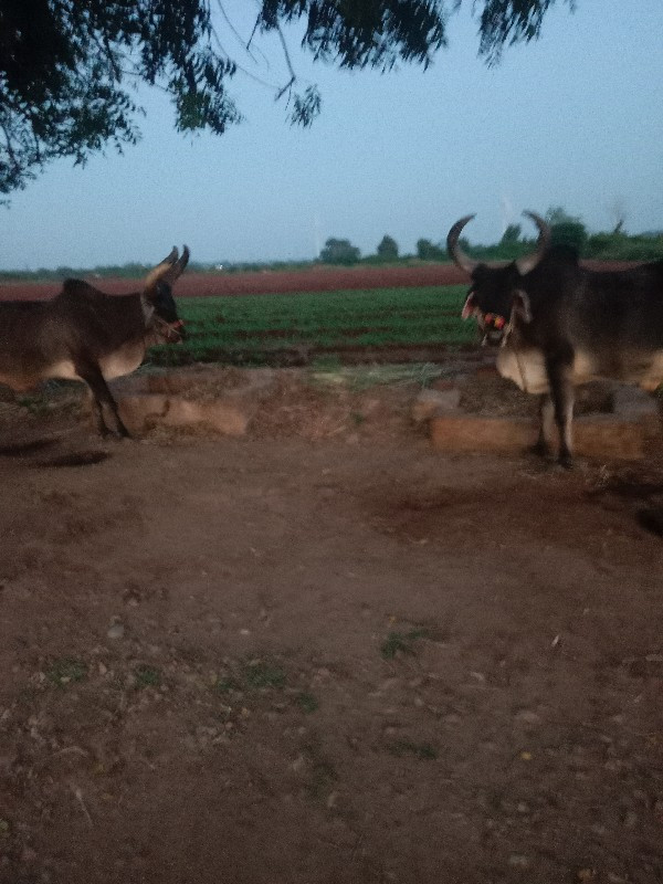 બળદ વેસાવ છે