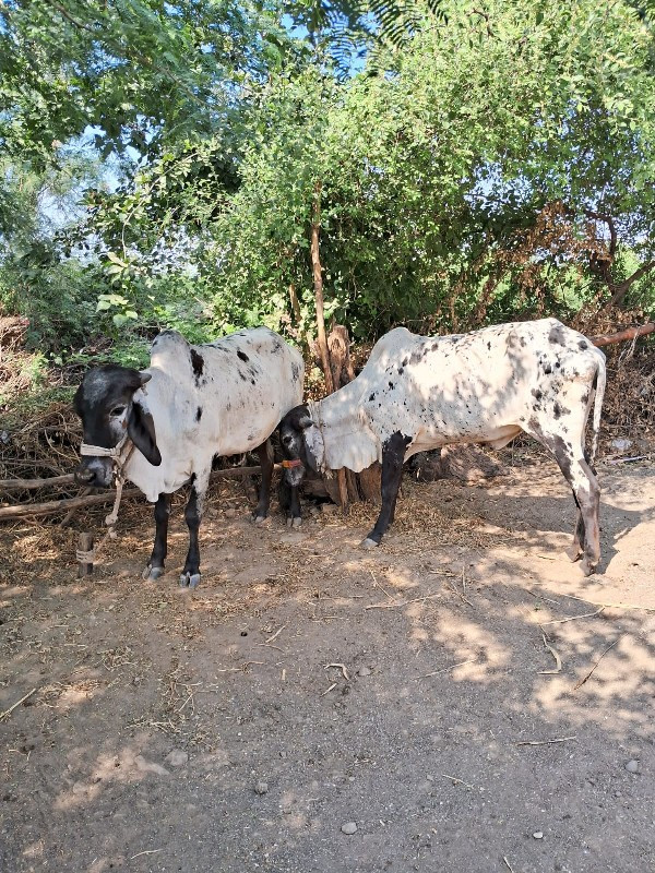 હોળકી વેચવાની છ...