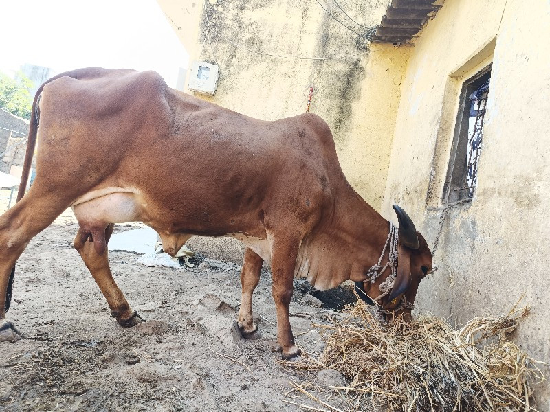 ગીર ગાય વેચવાની...