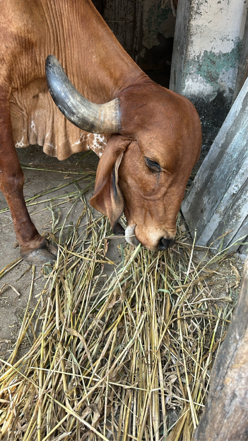 ગીર ગાય વેચવાની...