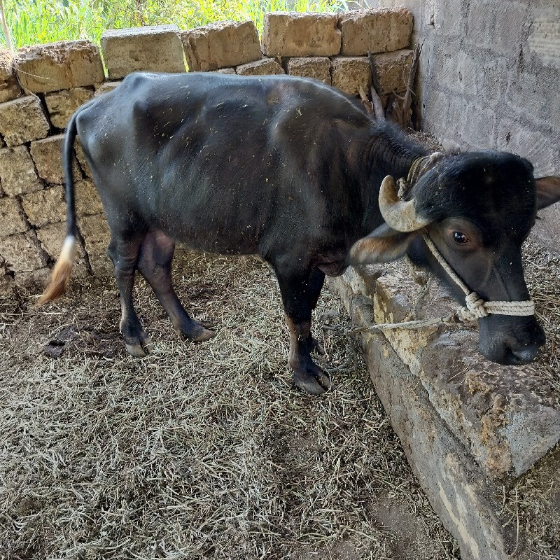 ભેંસ ને પાડી