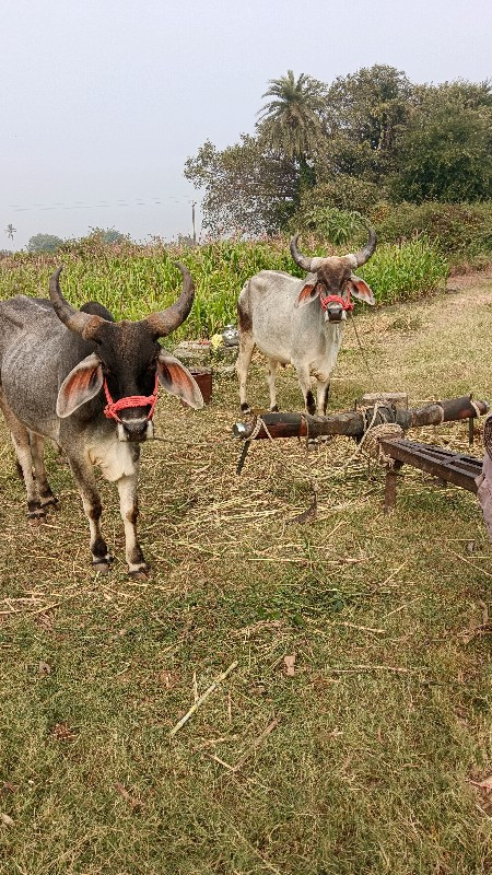 1 વાવણી વાવેલા...