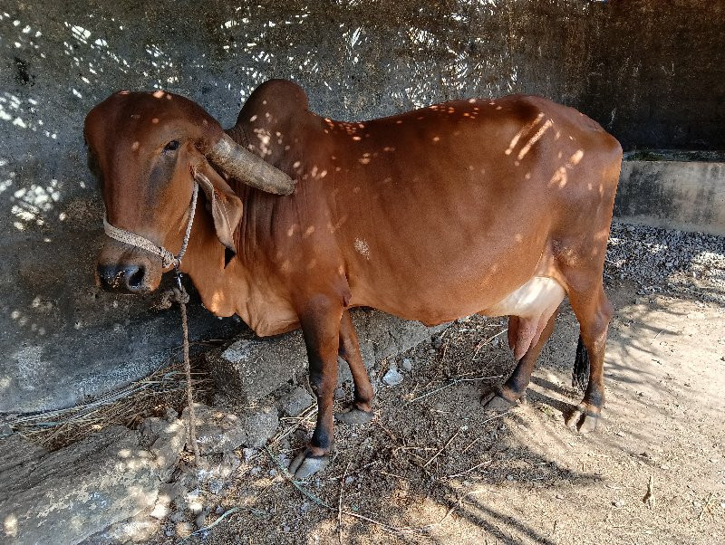 ગીર ગાય વેચવાની...