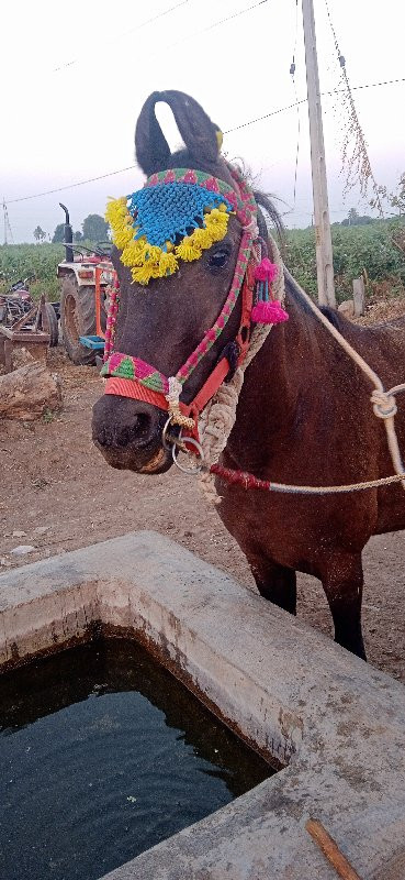 ઘોડીના. સાટા. ક...