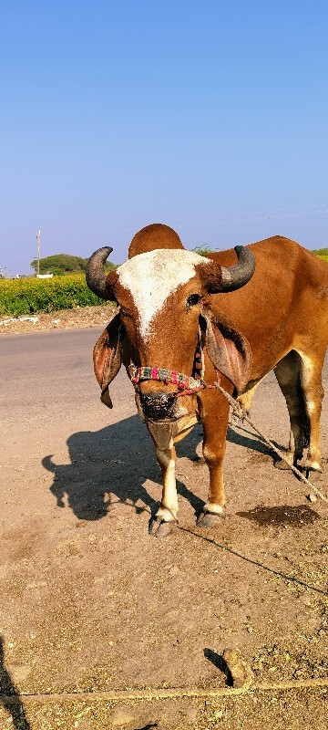 એક વાવણી કરેલો...