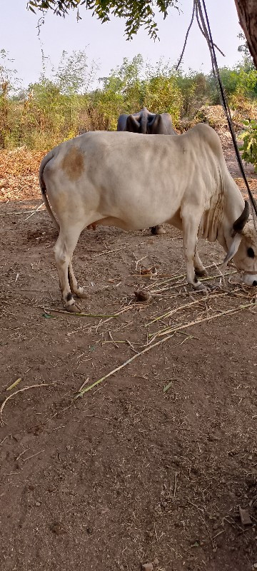 ગાય વેચવાની છે