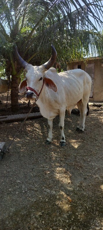 આ ગોઢલા ની જોડ...