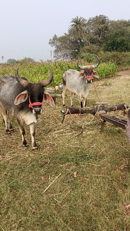 1 વાવણી વાવેલા...