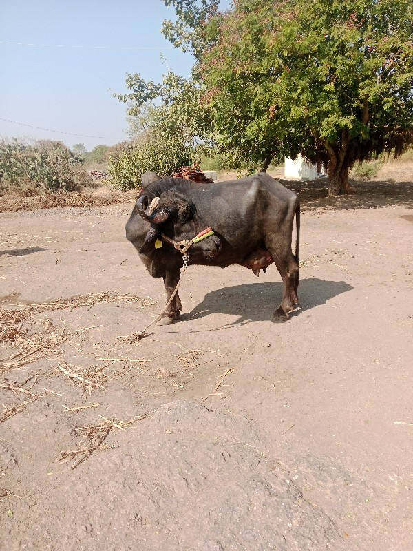 2જુ વેતર ૬લીટર