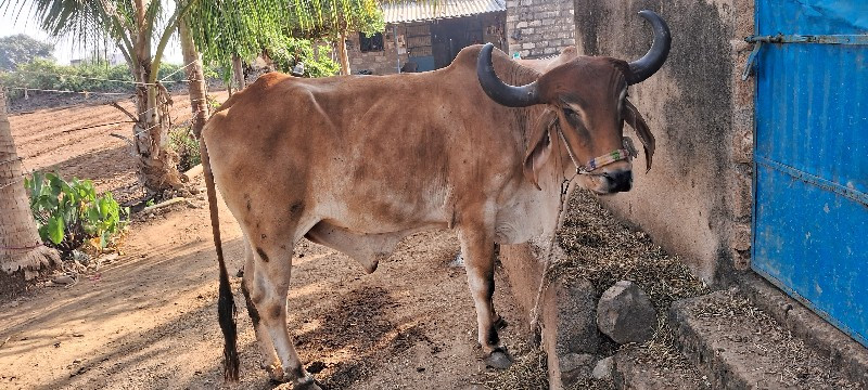 બળદ વેચવાનો છે