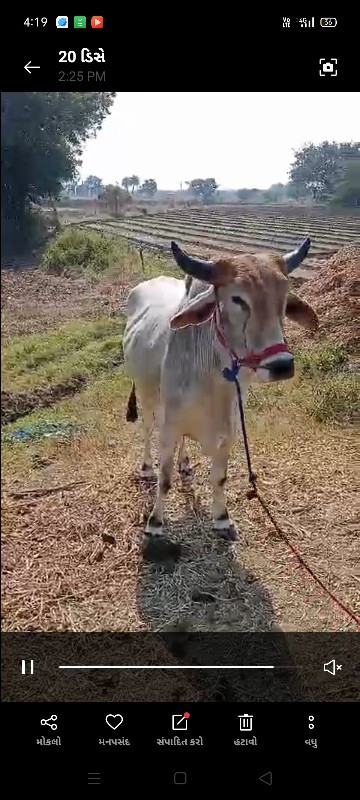 આ ગોઢલો વેચાવ છ...