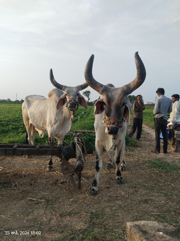 બળદ વેચવા ના છે