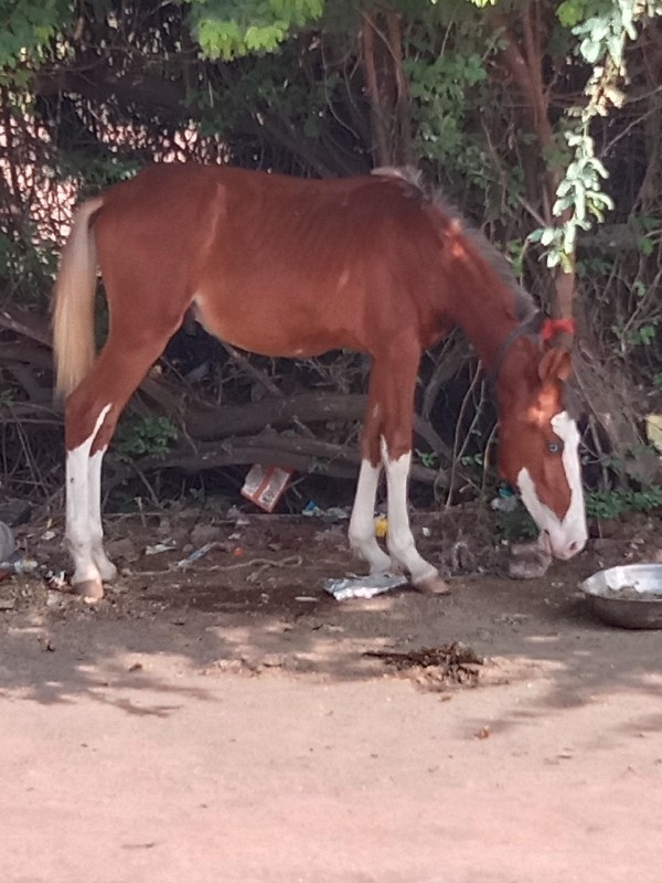 બકરી સાથે વાતો...