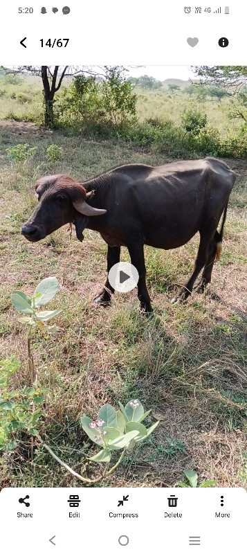 ત્રણ પાડા વેચવા...