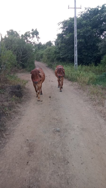 ગોઢલા વેચવાના છ...