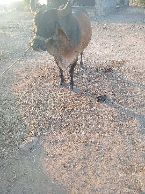 ગાય