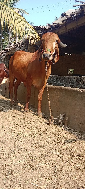 હોડકી વેચવાની છ...