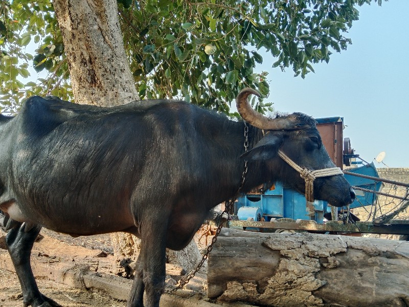 બીજુ વેતર છે