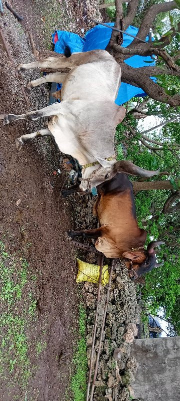 ગોઢલા વેચવા ના...