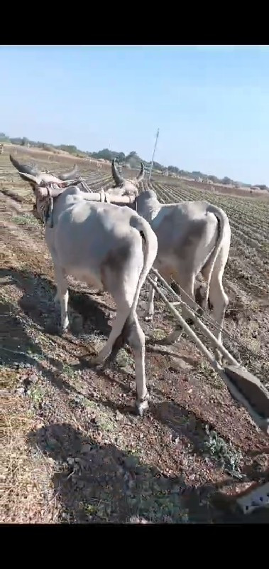 બળદ ગોડલા વેચવા...