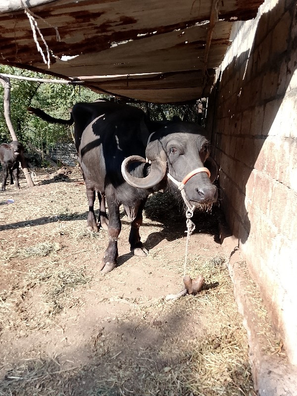 ભેંસ વેચવાની છે...