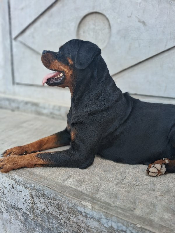 Rottweiler fema...