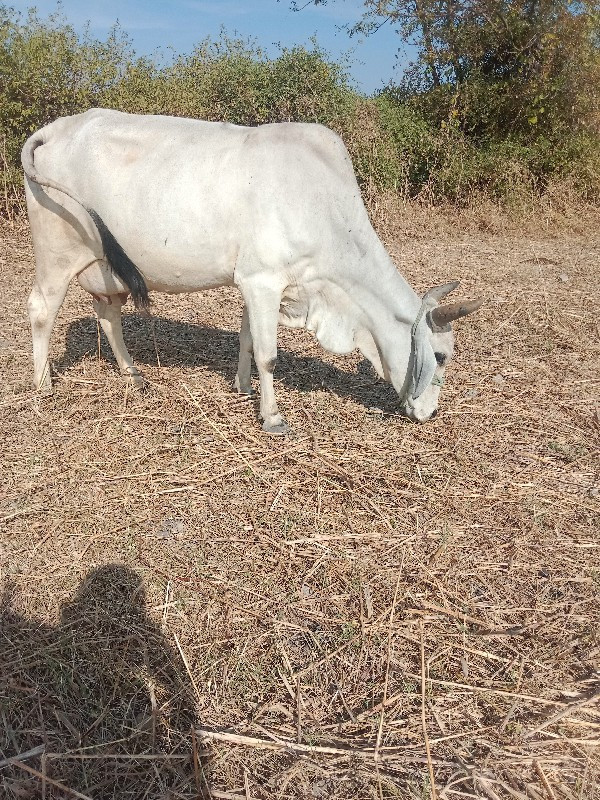 ગાય વેચવાની છે