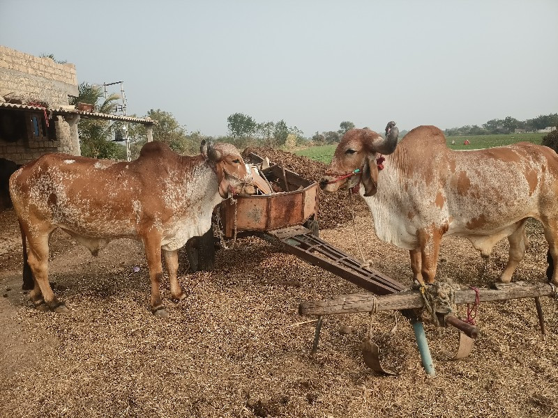 બળદ વેચવાના છે...