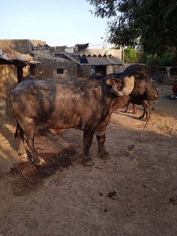 પાડો વેચવા નો છ...