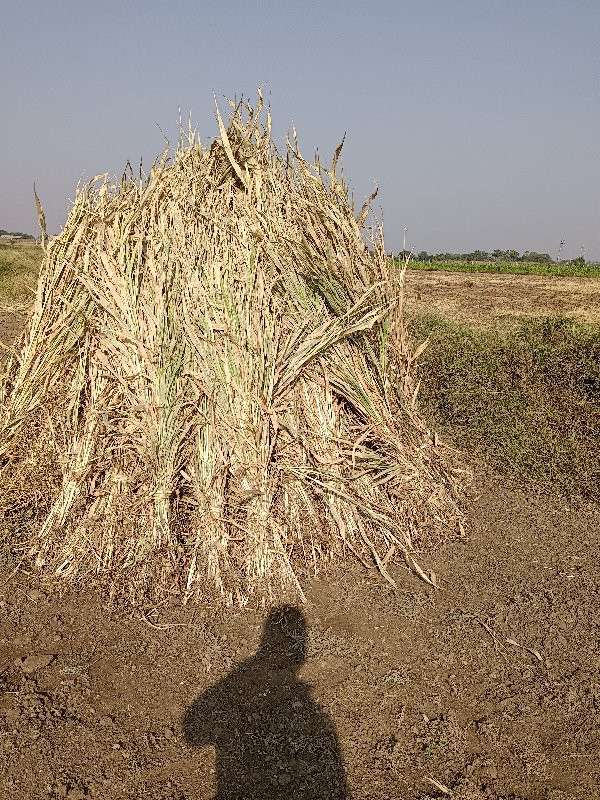 જુવાર ની નીરણ વ...