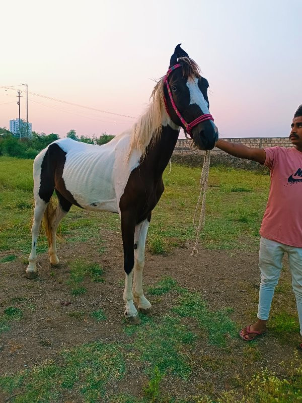 કાડીબાવરી.ઘોડીછ...