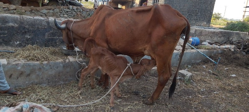 ગાય વેચવાની છે...