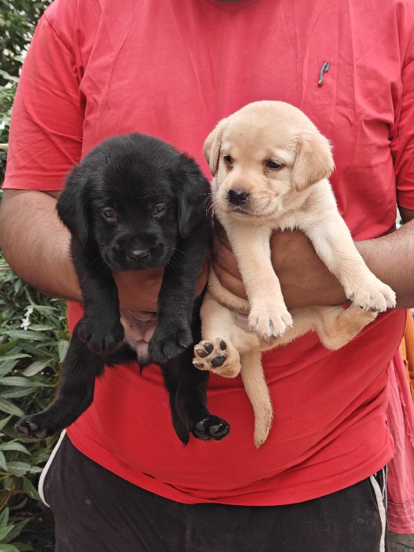 Labrador female