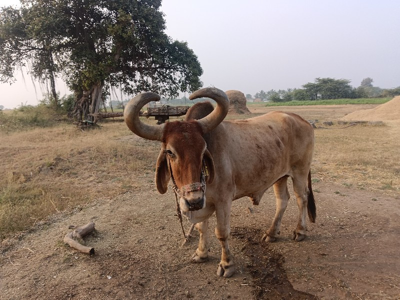 બરધ વેશવાના સે...