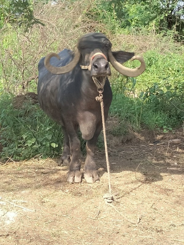 ભેંશ વેચવાની સે