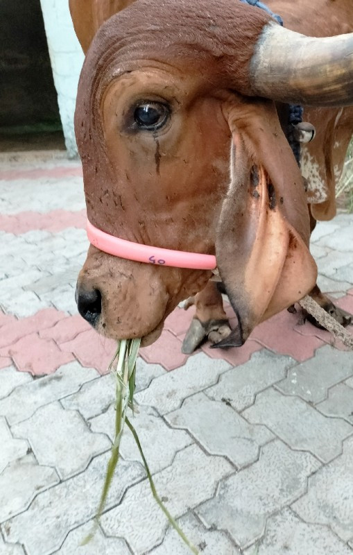 ગીર ગાય