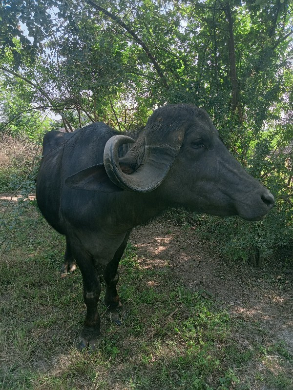 ભેશ વેચવાની છે...