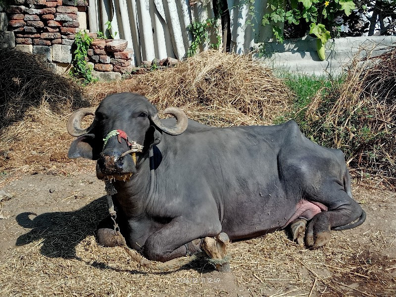 ખળેલી વેચવાની છ...