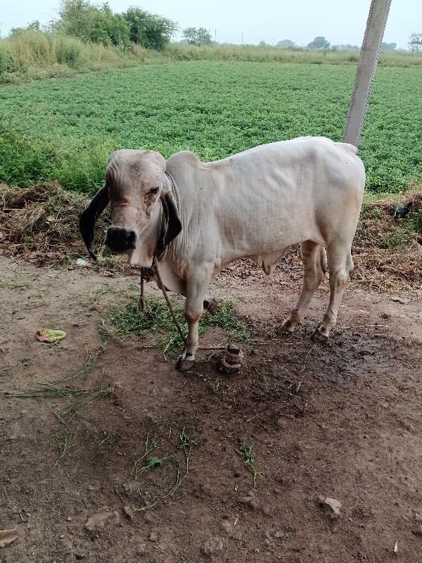 વાસડો