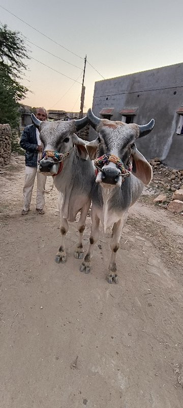 ગોઢલા વેચવાના છ...