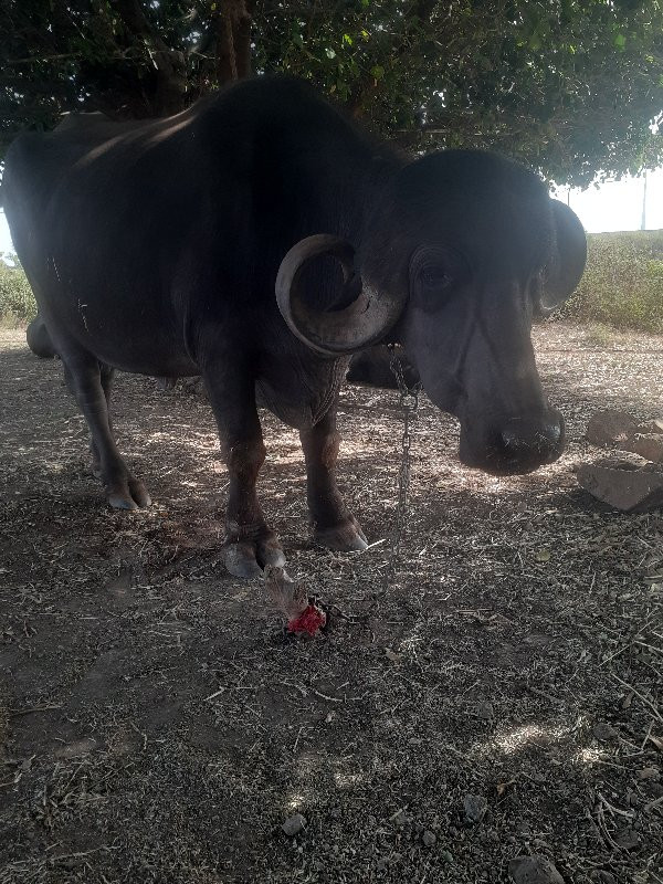 ખડેલી વેચવાની છ...