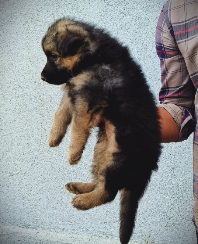 German Shepherd