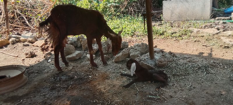 બકરી વેચવાની છે