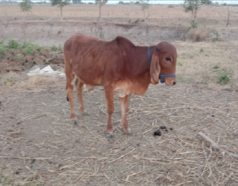 જુડવા છે